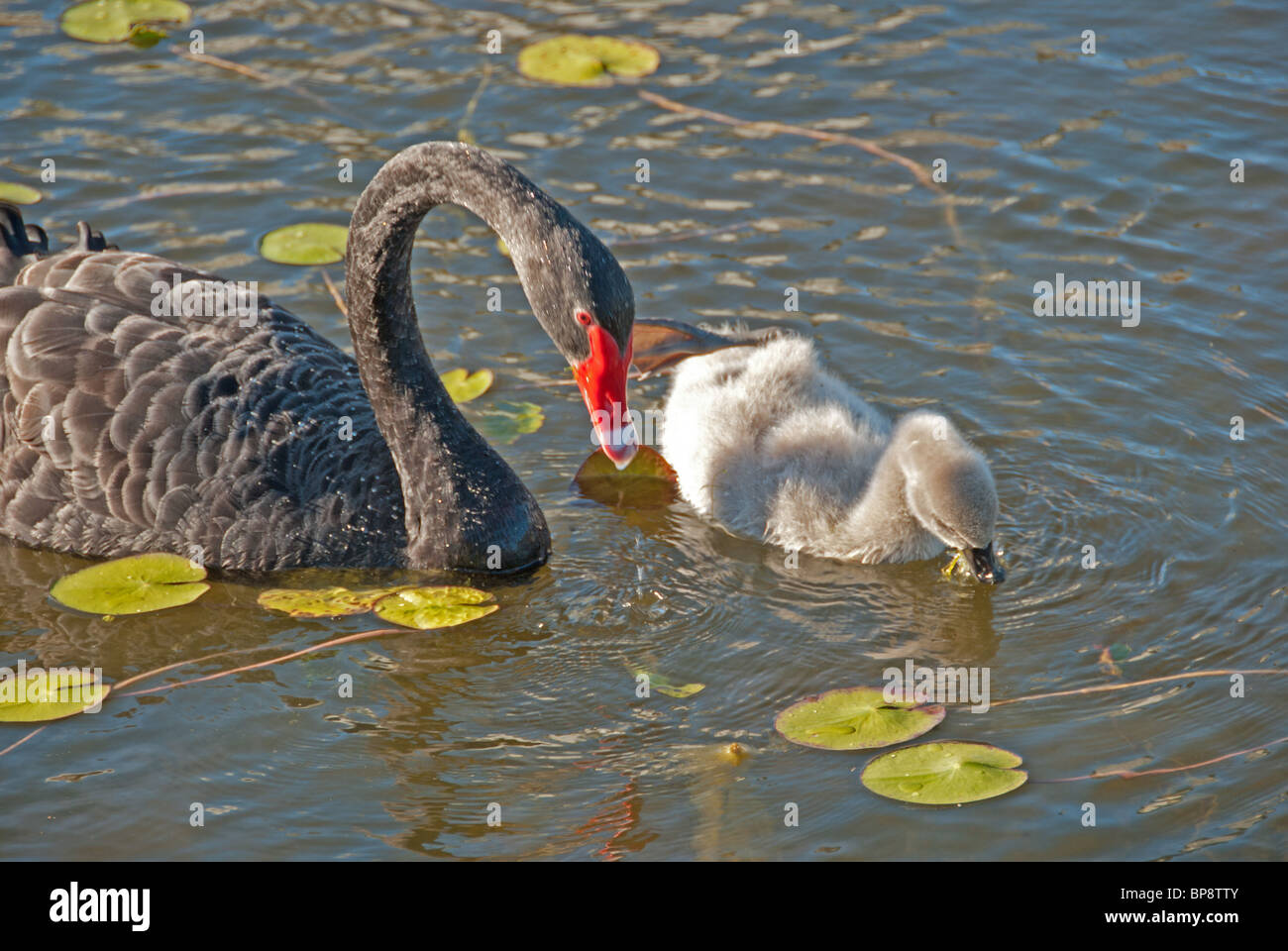 Guida dei genitori - dopo la schiusa, il cygnets sono curati da sia la penna e cob fino a che il giovane. Foto Stock