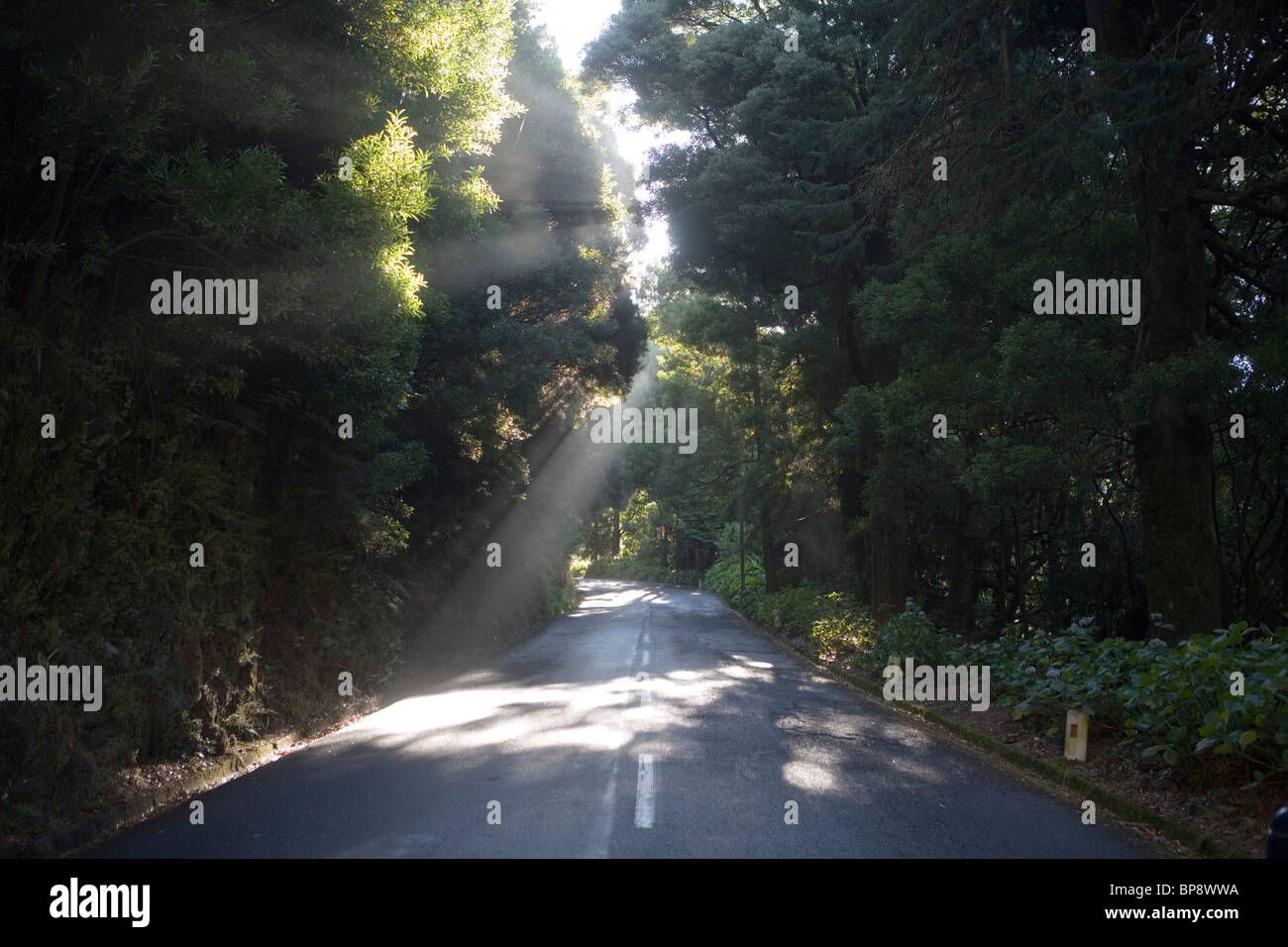 Mattina di raggi di luce sulla strada per il Pass Encumeada, vicino Serra de Agua, Madeira, Portogallo Foto Stock