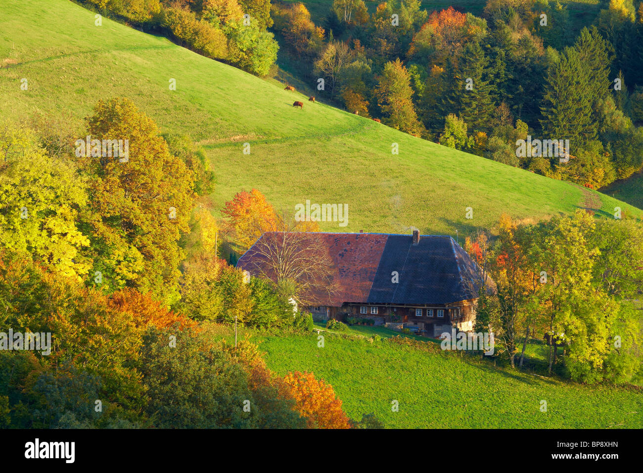 Tonalità autunnali nei pressi di Ortisei, Agriturismo, Markgraeflerland, Foresta Nera, Baden-Wuerttemberg, Germania, Europa Foto Stock