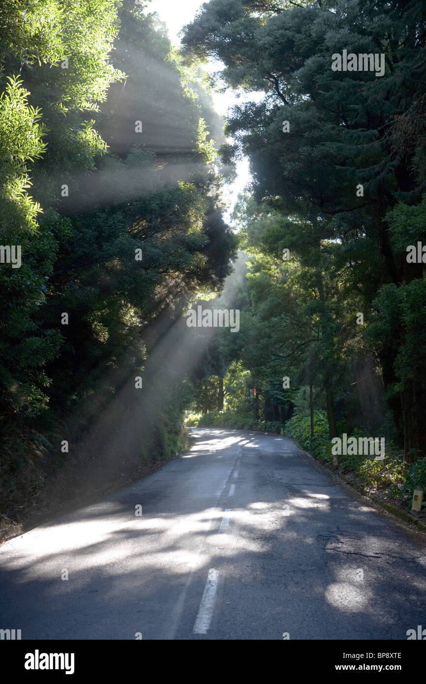 Mattina di raggi di luce sulla strada per il Pass Encumeada, vicino Serra de Agua, Madeira, Portogallo Foto Stock