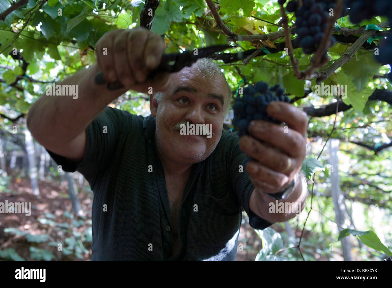 Uomo uva raccolta nella vigna del vino di Madera Company, Estreito de Camara de Lobos, Madeira, Portogallo Foto Stock