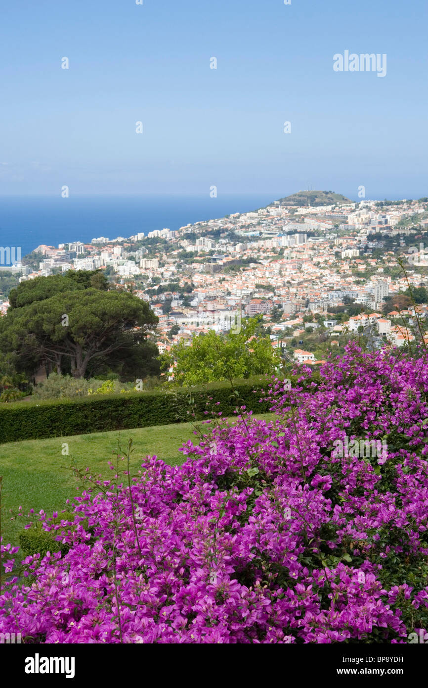 Viola bouganville in Jardim Botanico Giardino Botanico, Funchal, Madeira, Portogallo Foto Stock