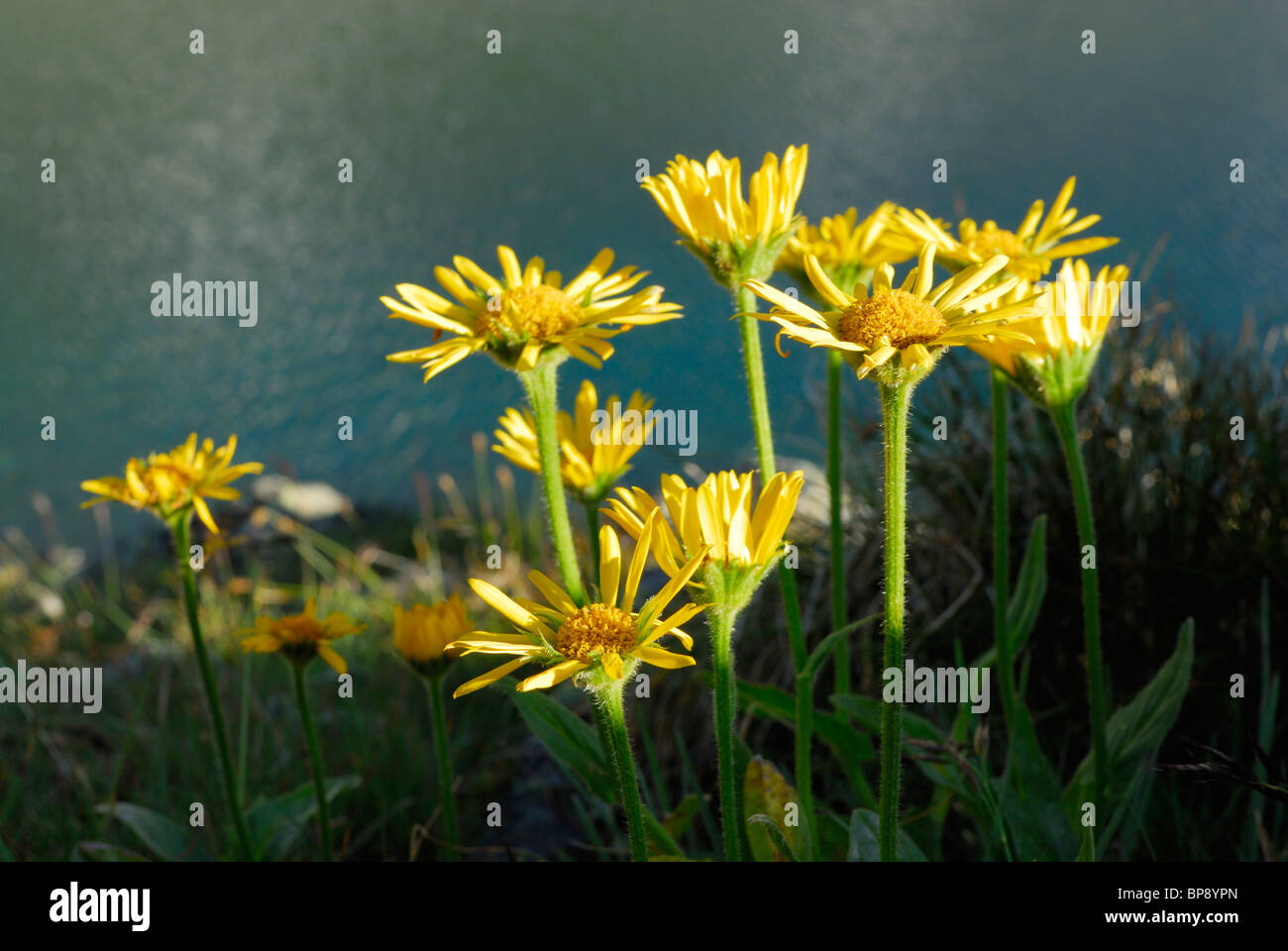 Leopard's Bane, Valle Aurina, Alpi della Zillertal, Alto Adige, Italia Foto Stock