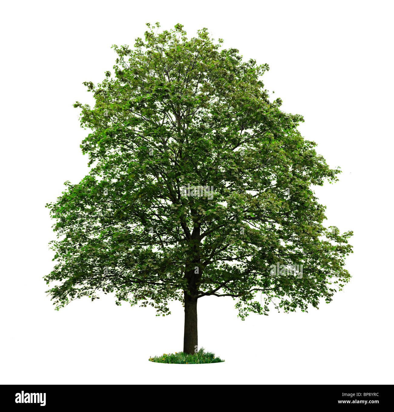 Unico albero di acero con foglie verdi isolati su sfondo bianco Foto Stock