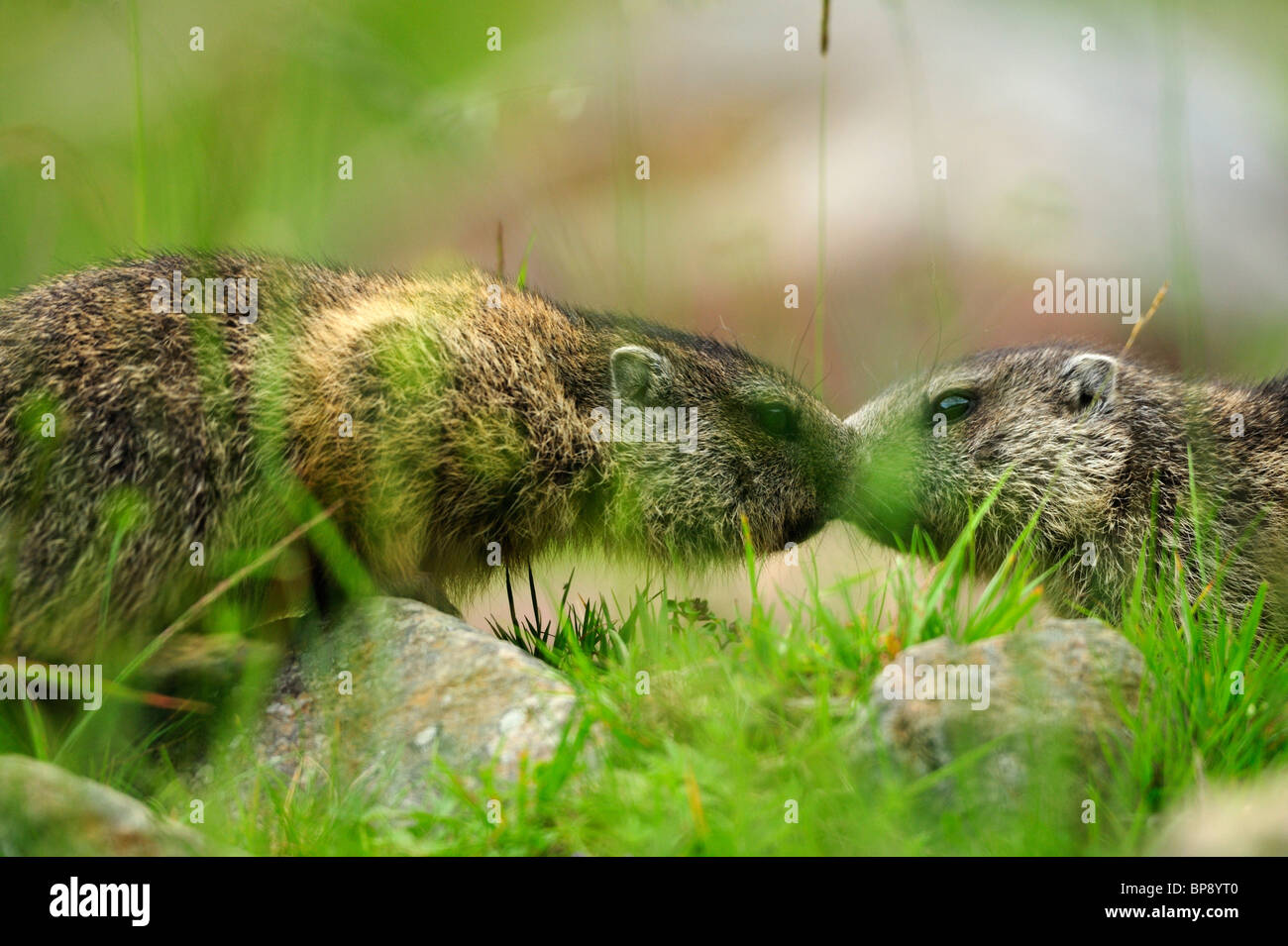 Due marmotte (Marmota marmota), Stubai, Alpi dello Stubai, Tirolo, Austria Foto Stock