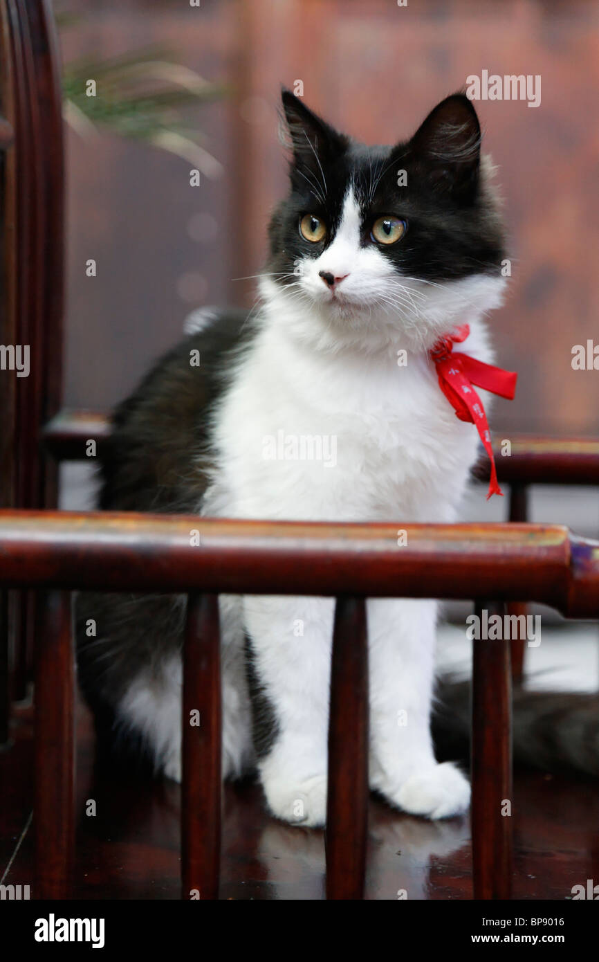 Un bianco e nero gatto con un nastro ROSSO intorno al suo collo. Nella provincia di Sichuan, in Cina Foto Stock