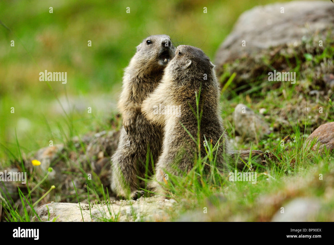 Due marmotte (Marmota marmota) combattimenti Stubai, Alpi dello Stubai, Tirolo, Austria Foto Stock