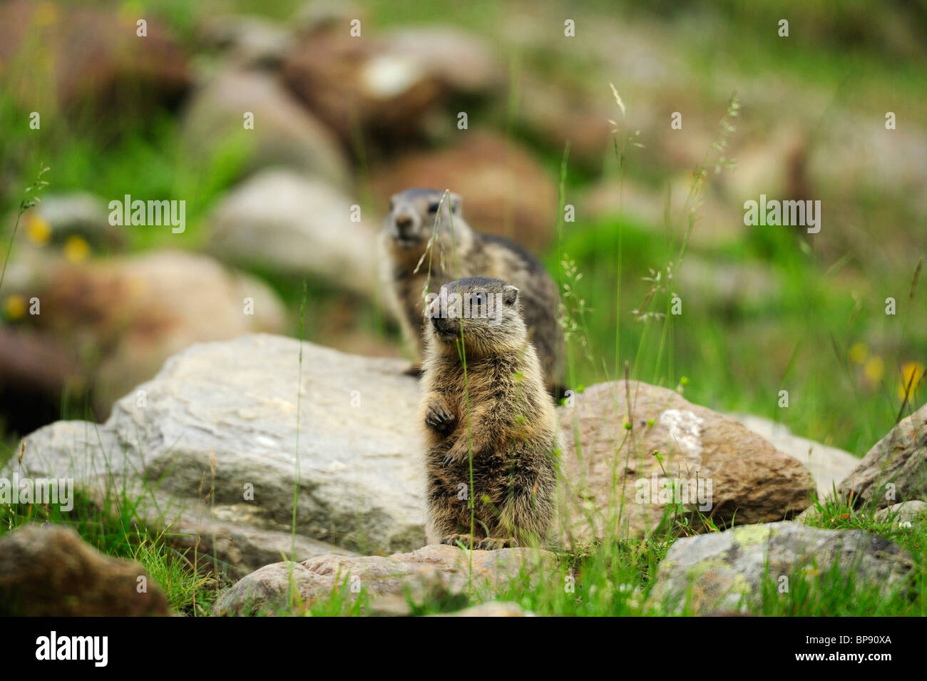 Due marmotte (Marmota marmota), Stubai, Alpi dello Stubai, Tirolo, Austria Foto Stock