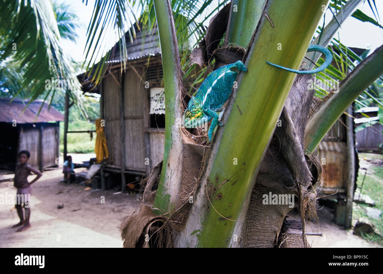 Panther Chameleon nel villaggio, Furcifer pardalis, Nosy Komba Isola, Madagascar Foto Stock