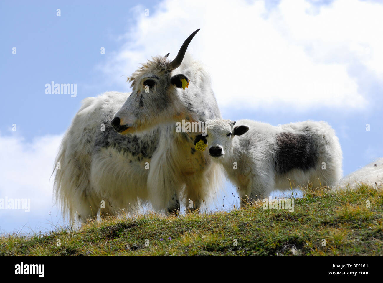 Yak con animale giovane, Tessin Alpi del Canton Ticino, Svizzera Foto Stock