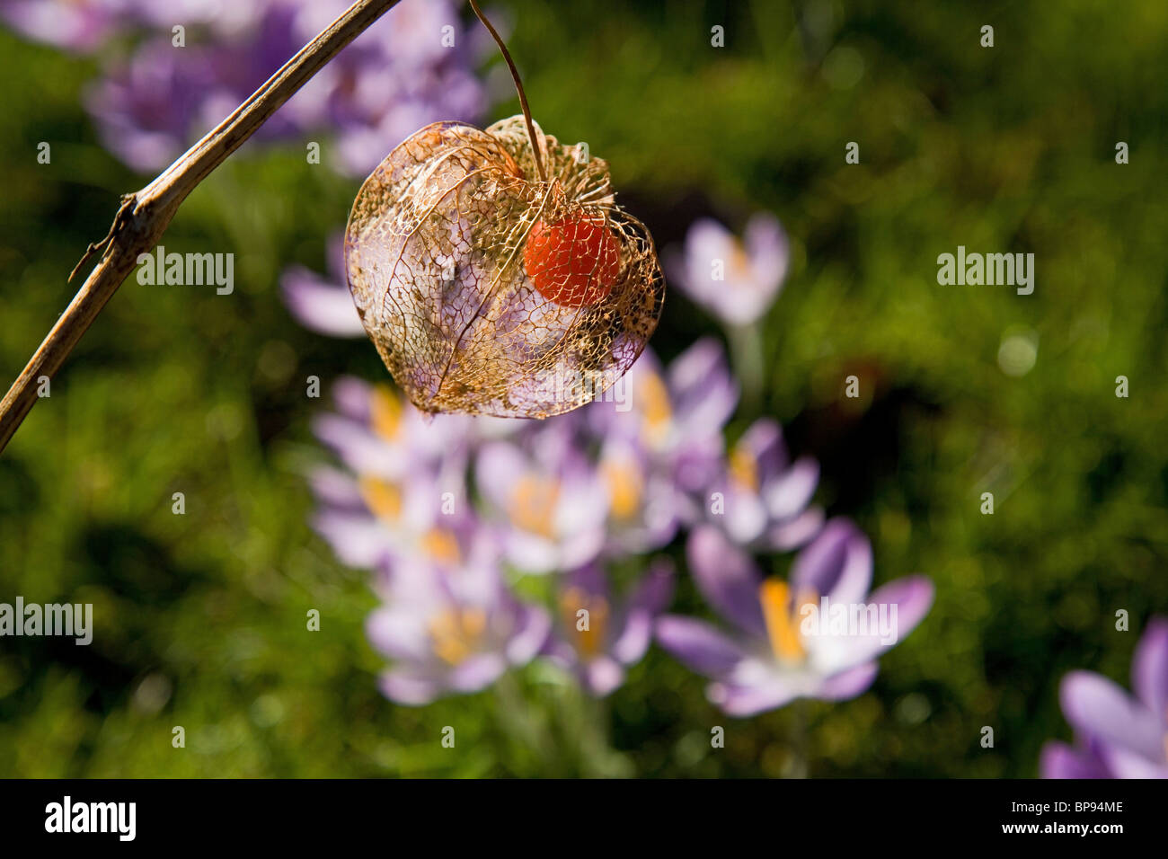 Crocus fiori e asciugata physalis frutta, papercasing Foto Stock