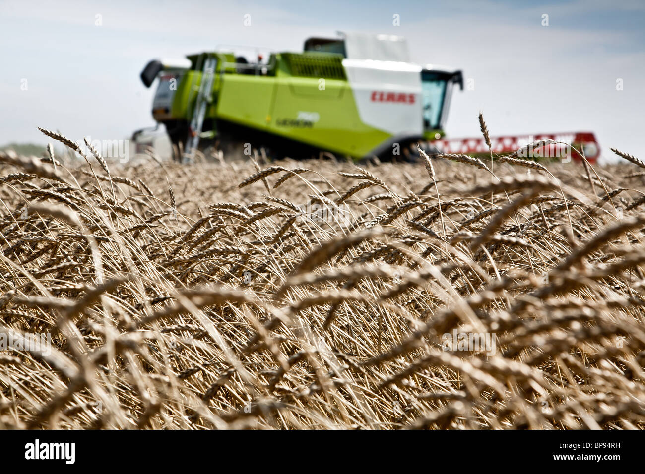 Claas Lexion Montana 750 combinando Red grano vicino Tatsfield, Surrey Foto Stock