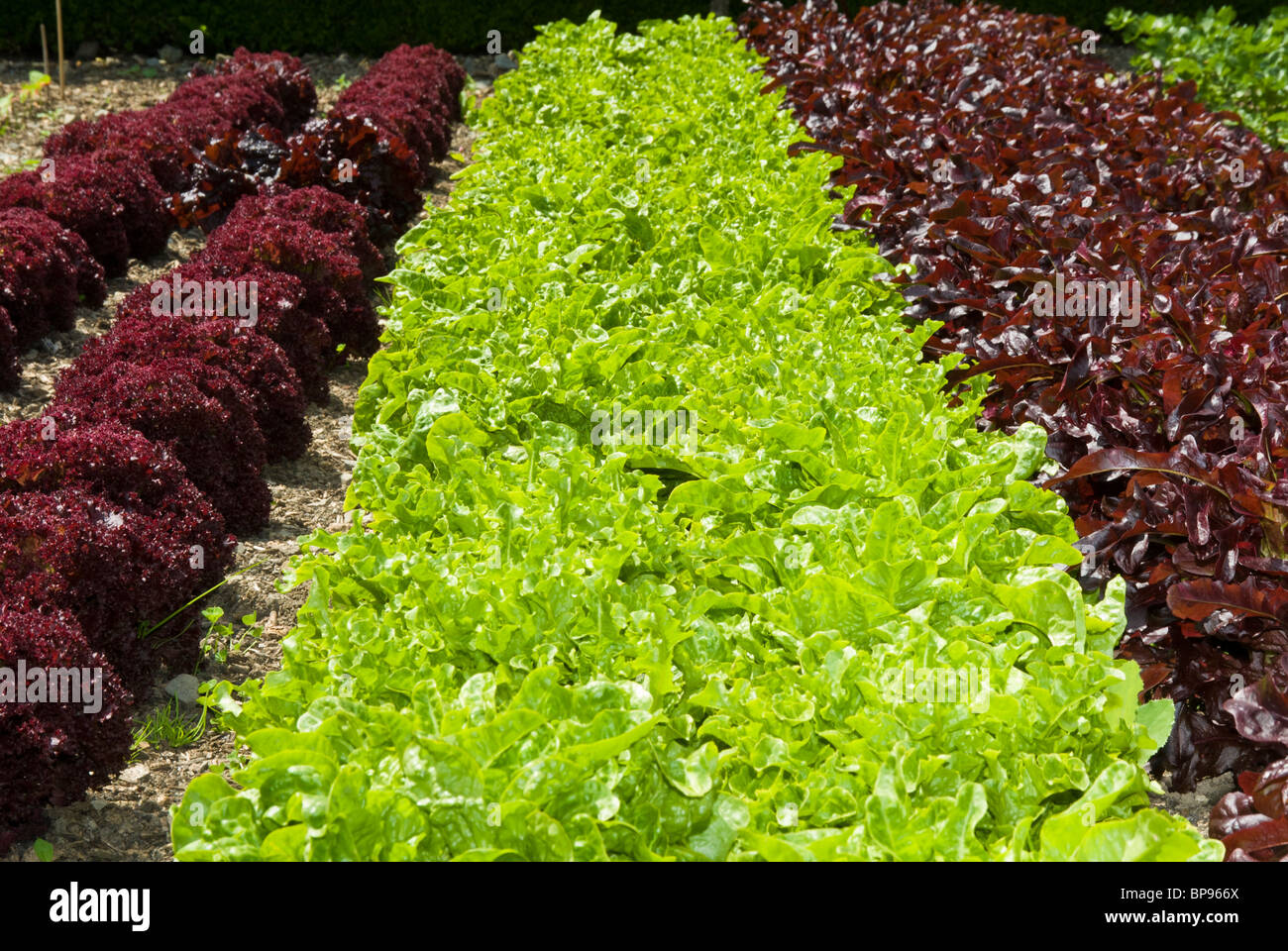 Crescente le lattughe in patch vegetale Foto Stock