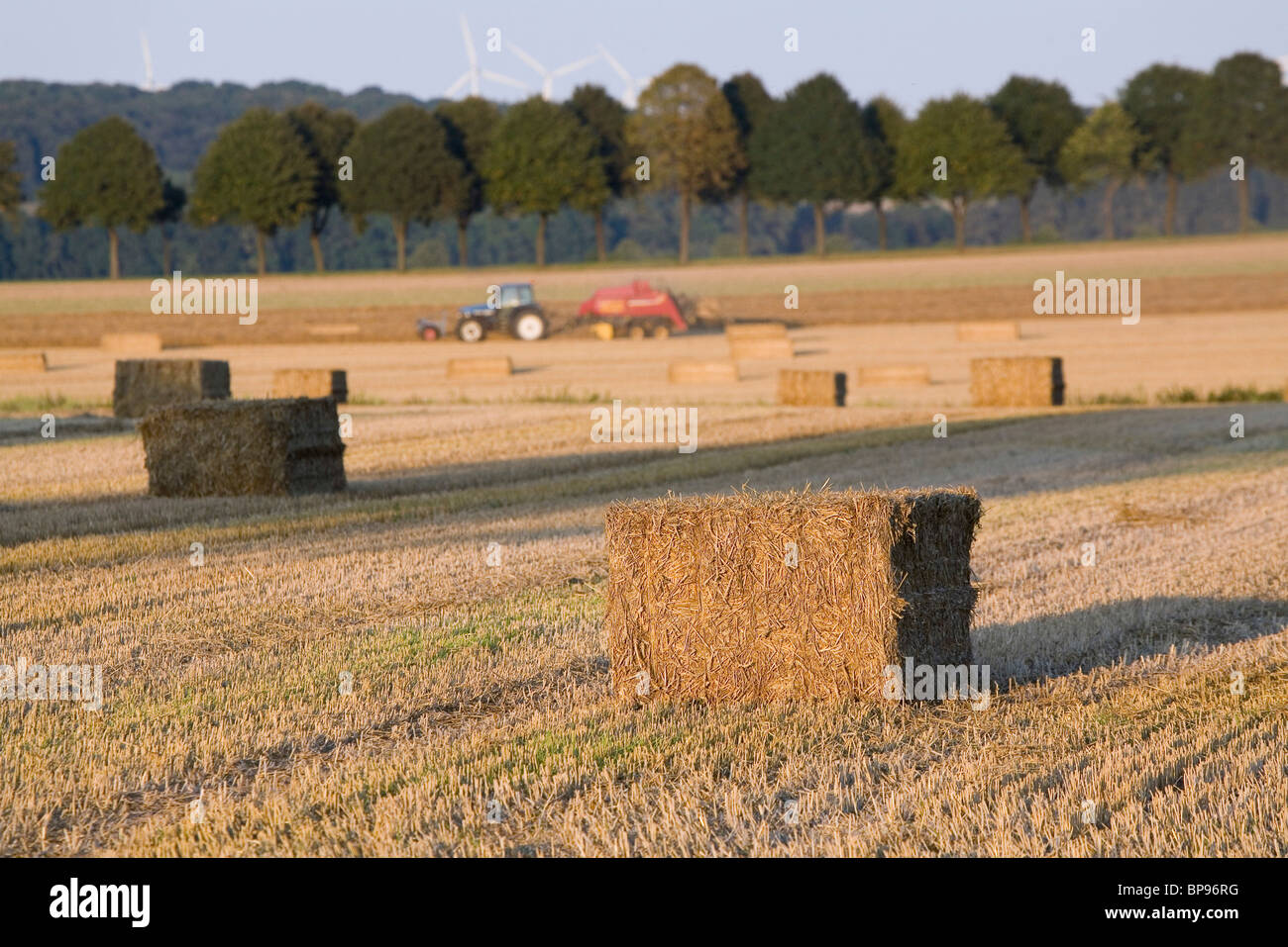 Harvester, campi di grano, Calenberger Land della Germania settentrionale, Foto Stock