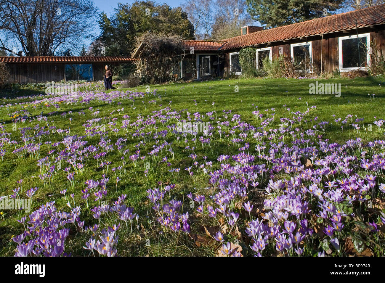 Crocus fiori, giardino, prato Foto Stock