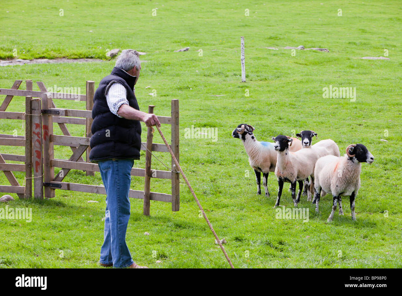 Un Pastore Lavora Il Suo Cane E Pecore A Valle Di Rydal Sheepdog