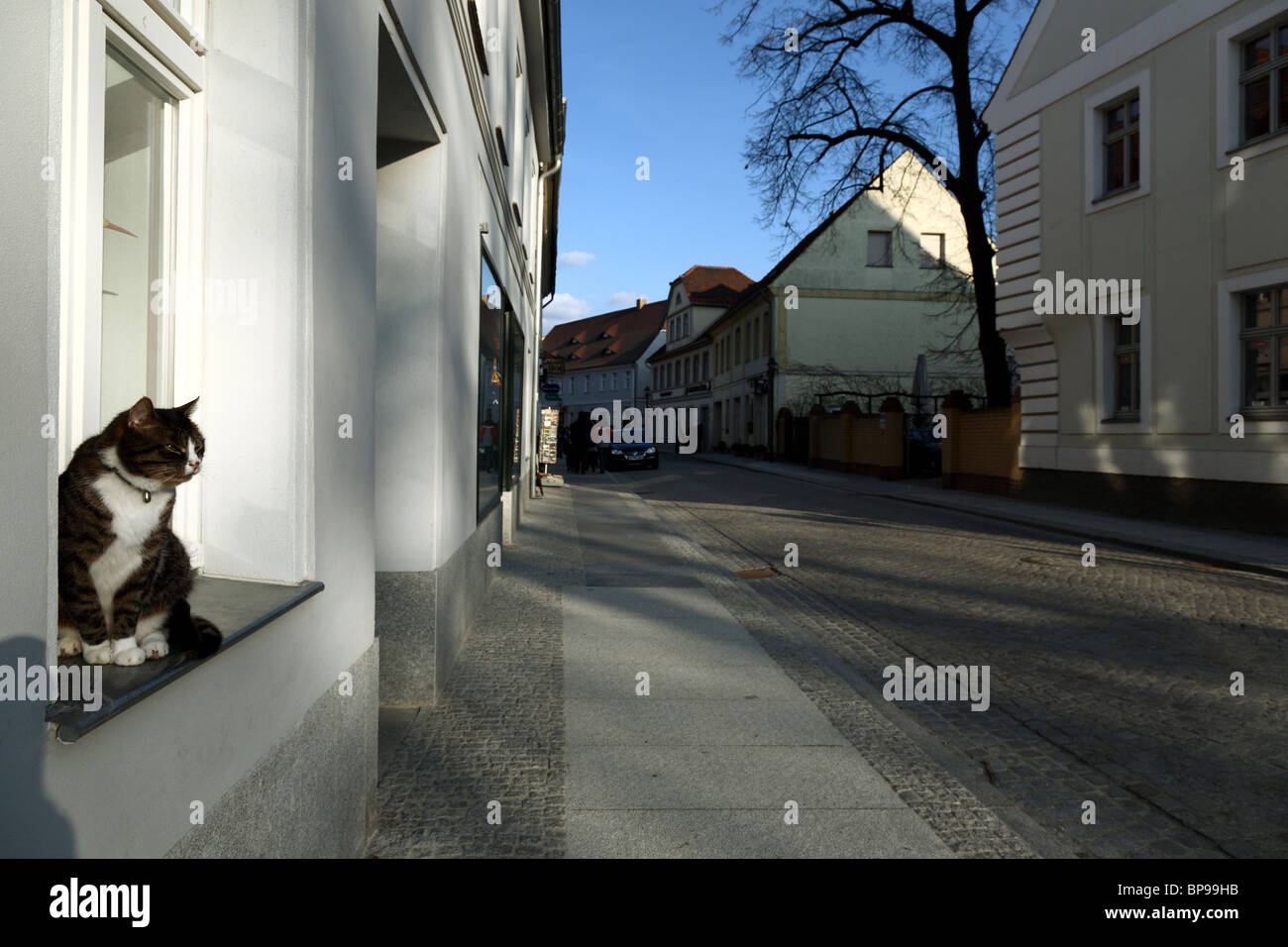 Un gatto seduto in una finestra, Lehde, Germania Foto Stock