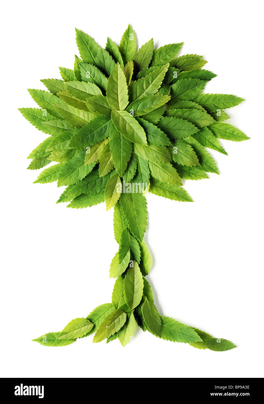 Foglie nella forma di un albero - isolato su bianco Foto Stock