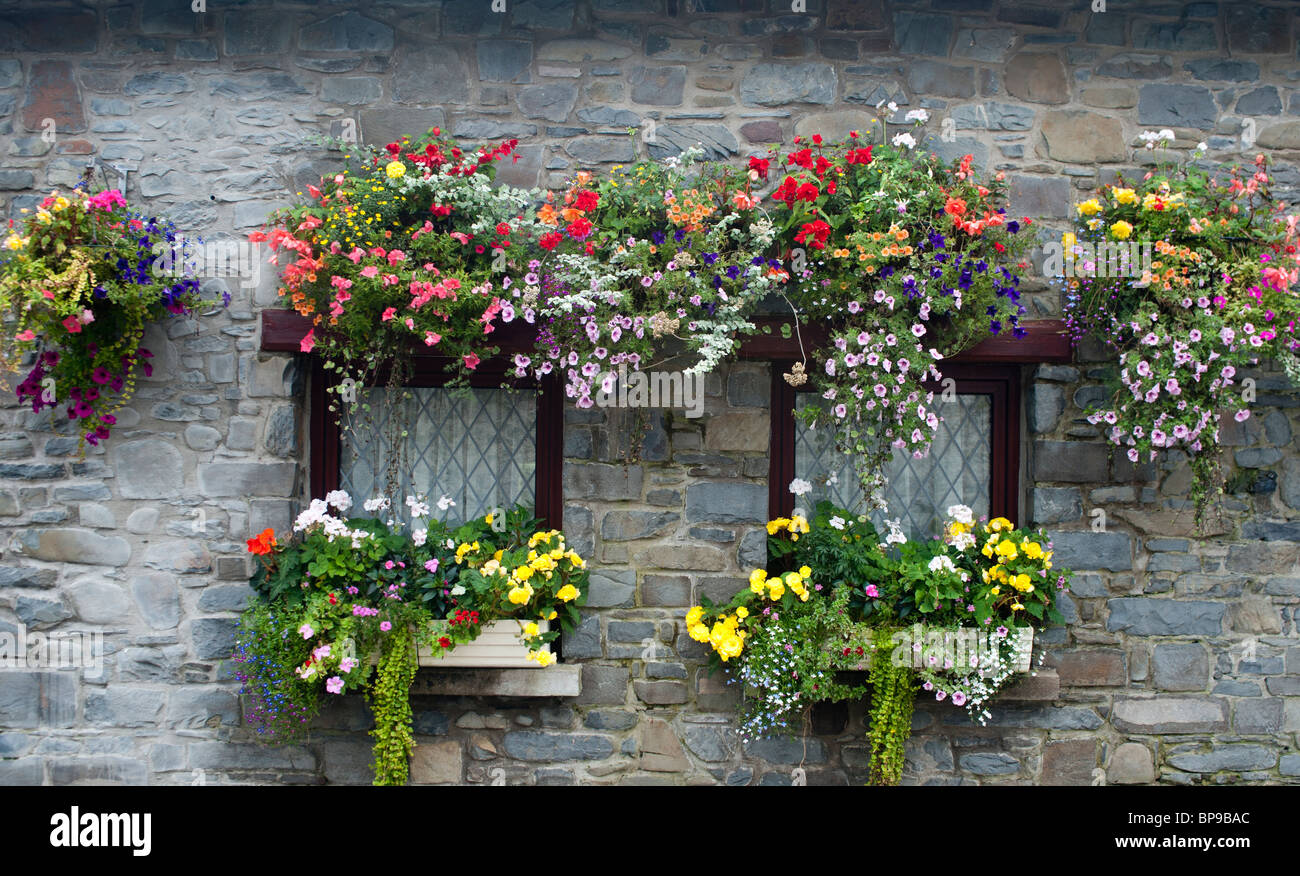 Nei cestini appesi e scatole di finestra su un piccolo cottage a new quay west wales Foto Stock