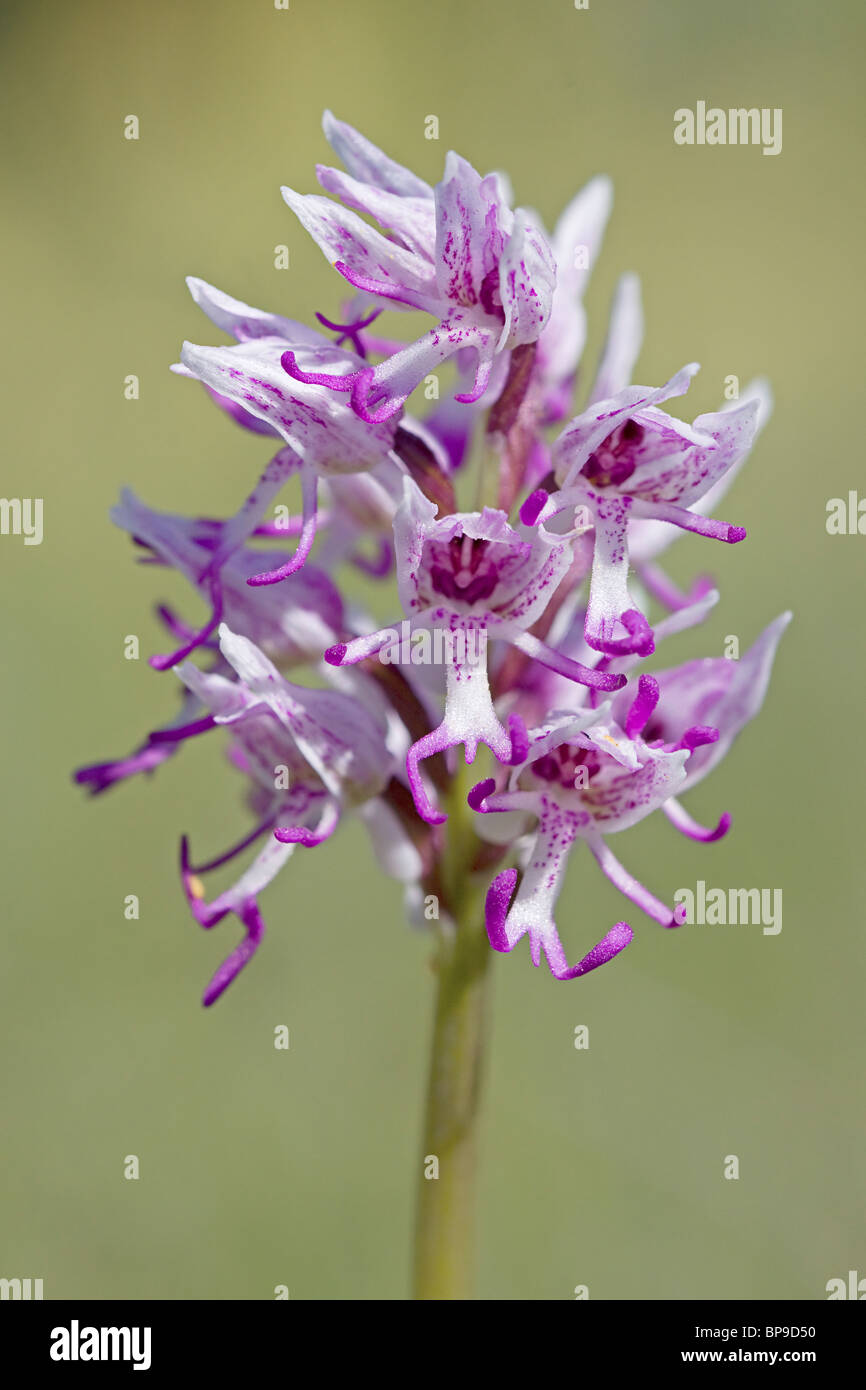 Orchide omiciattolo Orchis simia Oxfordshire fiore raro Foto Stock