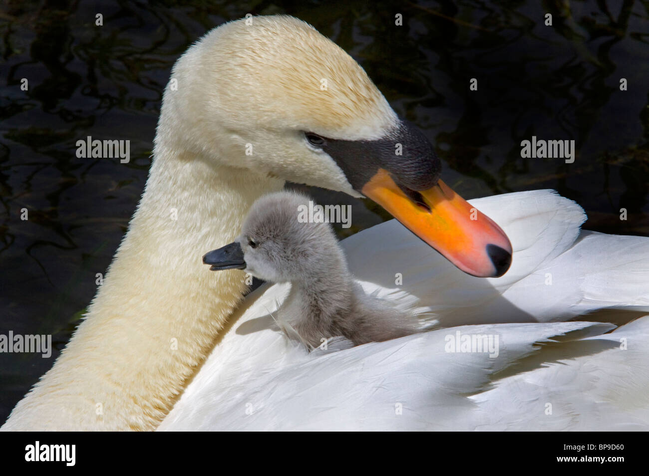 Cygnet madre baby cigno grazioso uccello Cygnus olor Foto Stock