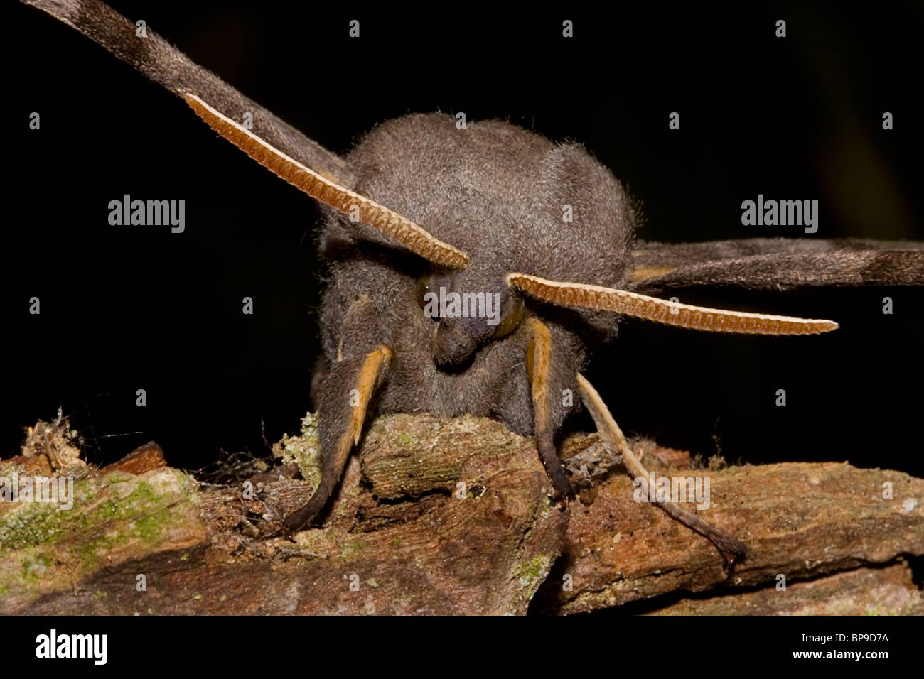 Il PIOPPO Hawk Moth Laothoe populi antenne close-up insetto Foto Stock