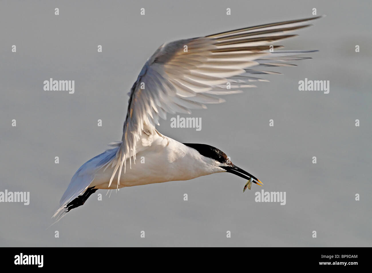 Sandwich Tern in volo Sterna sandvicensis Foto Stock