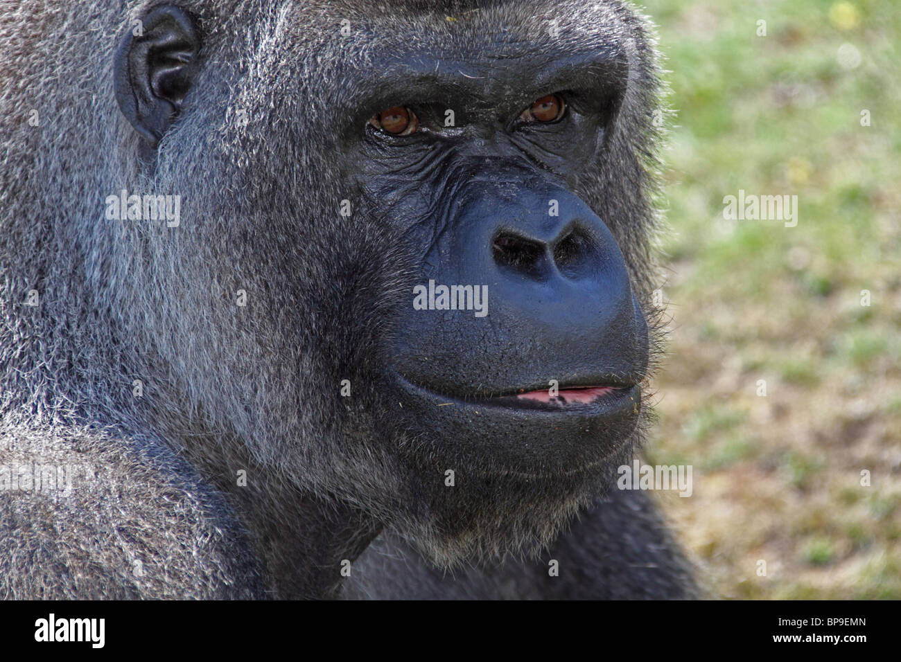 Bassopiano occidentale Gorilla Foto Stock