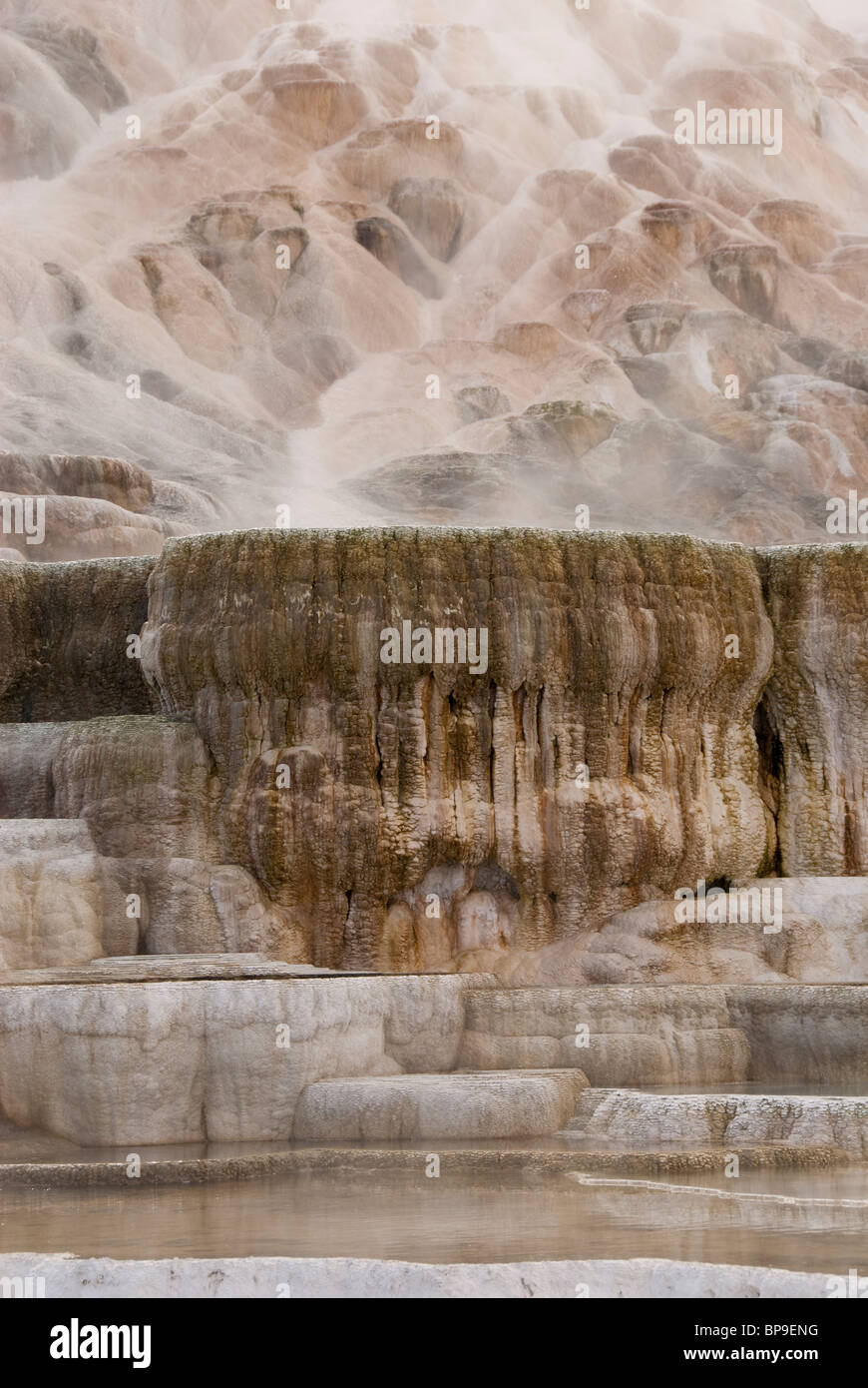 Stati Uniti d'America, Wyoming. Parco Nazionale di Yellowstone. Mammoth Hot Springs. Funzione geotermica, Terrazzi Mammoth. Foto Stock