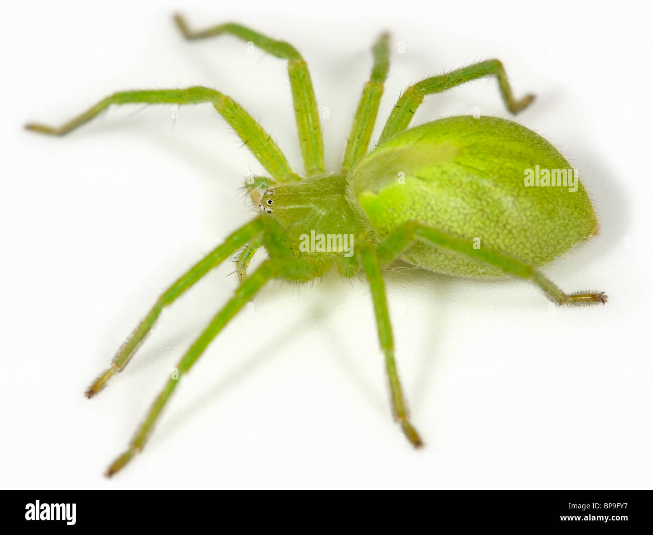 Una femmina verde Huntsman spider (Micrommata virescens) su sfondo bianco. Parte della famiglia Sparassidae. Foto Stock