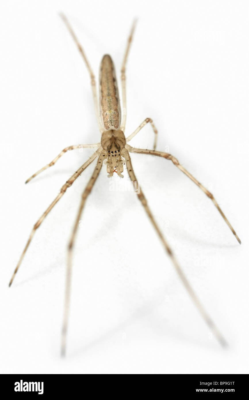 Un tratto femmina spider (Tetragnatha striata) su sfondo bianco. Parte della famiglia Tetragnathidae - Lunga con ganasce Orbweavers. Foto Stock