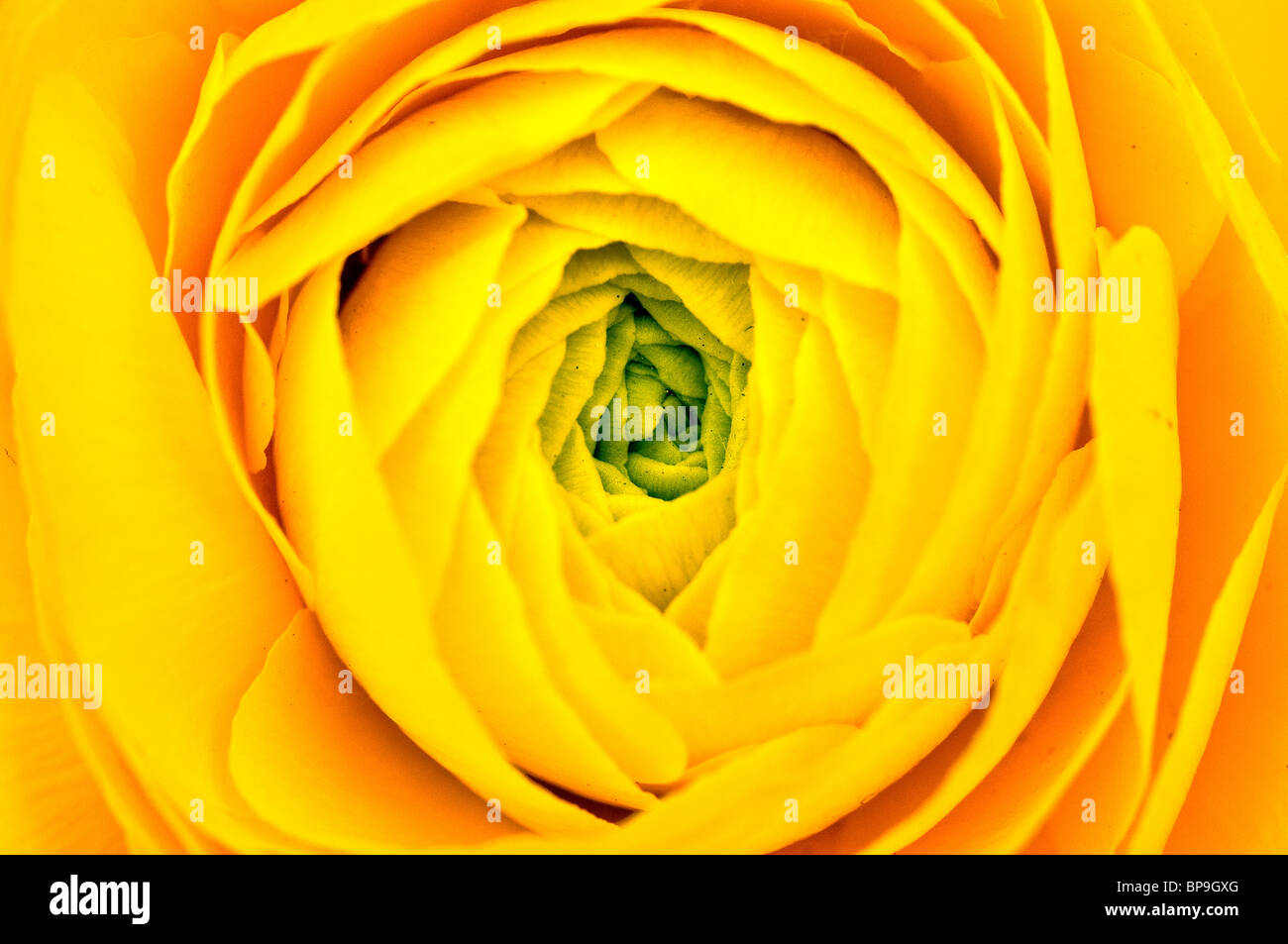 Penso che sia il rosa o rosa mensile quando in primo luogo ho vedere. Non si tratta di rose ma Ranunculus asiaticus Foto Stock