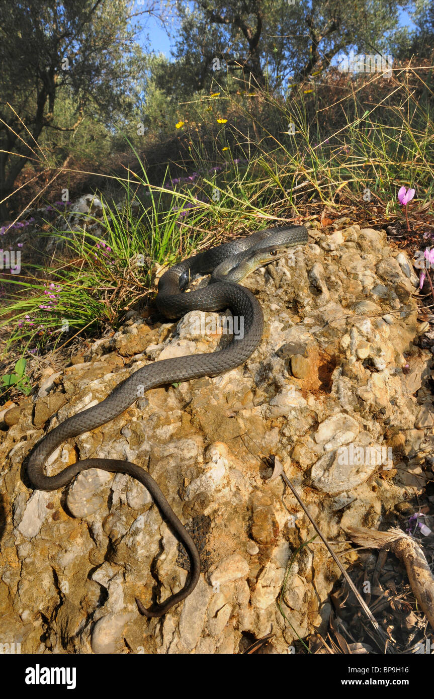 Montpellier snake (insignitus Malpolon, Malpolon monspessulans insignitus), singoli in habitat, Grecia, Peloponnes, Messinien Foto Stock