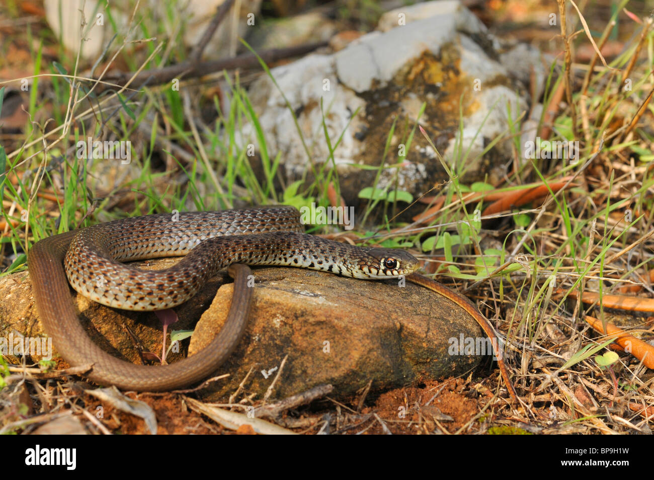 Frusta balcanica snake (Hierophis gemonensis, Coluber gemonensis), Lys su una pietra, Grecia, Peloponnes, Messinien Foto Stock