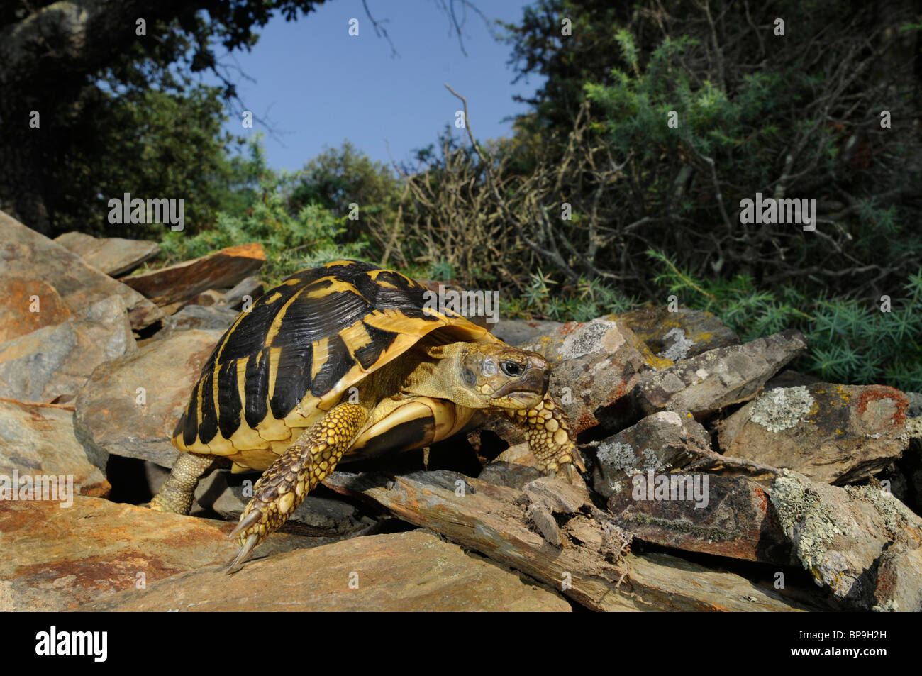 Hermann's tartaruga, tartaruga greca (Testudo hermanni hermanni), in habitat, Spagna, Katalonia Foto Stock