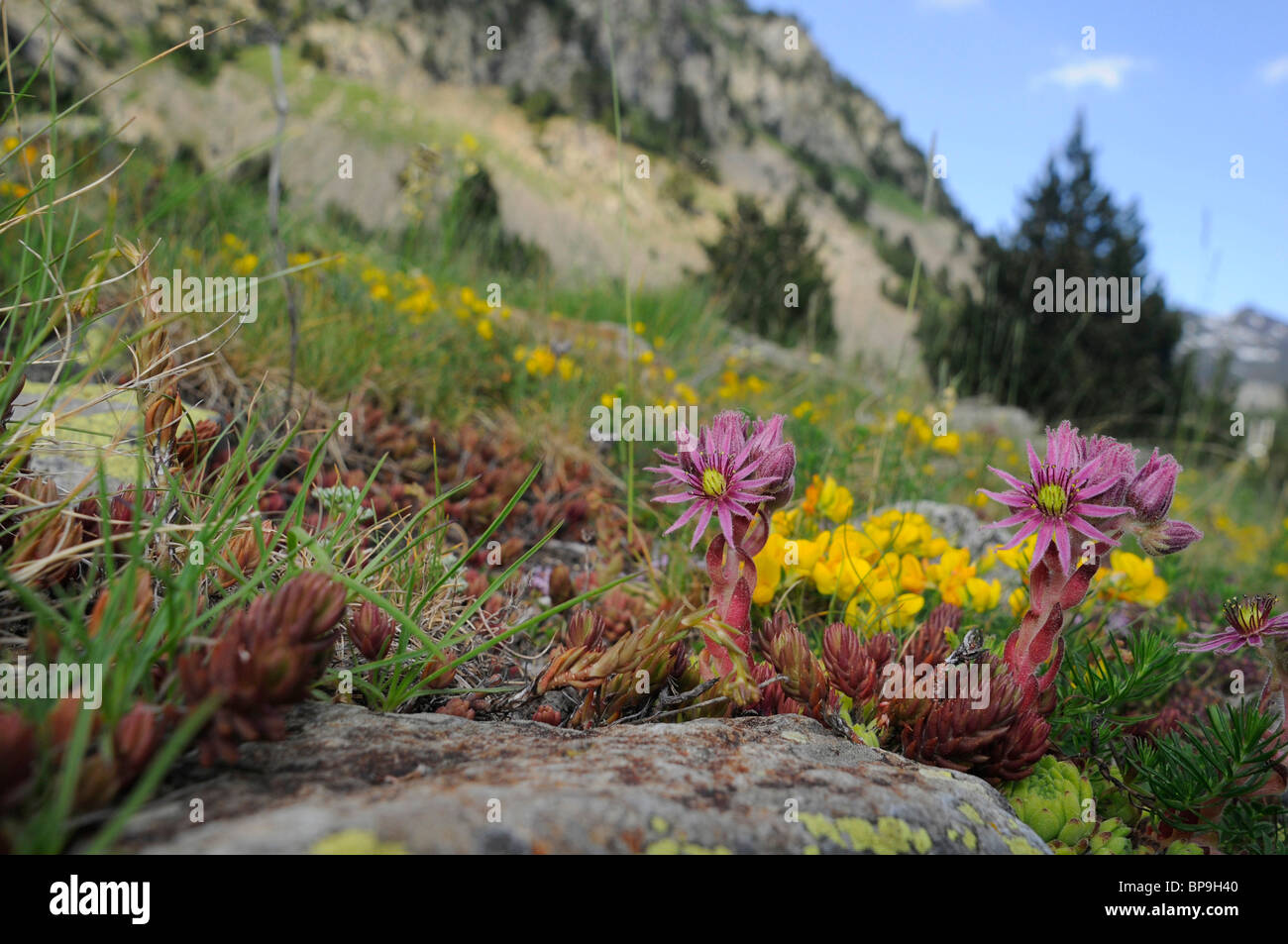 Casa di montagna-porro, Mountain semprevivo (Sempervivum montanum), fioritura tra pietre in un prato, Spagna, Pirenei Foto Stock