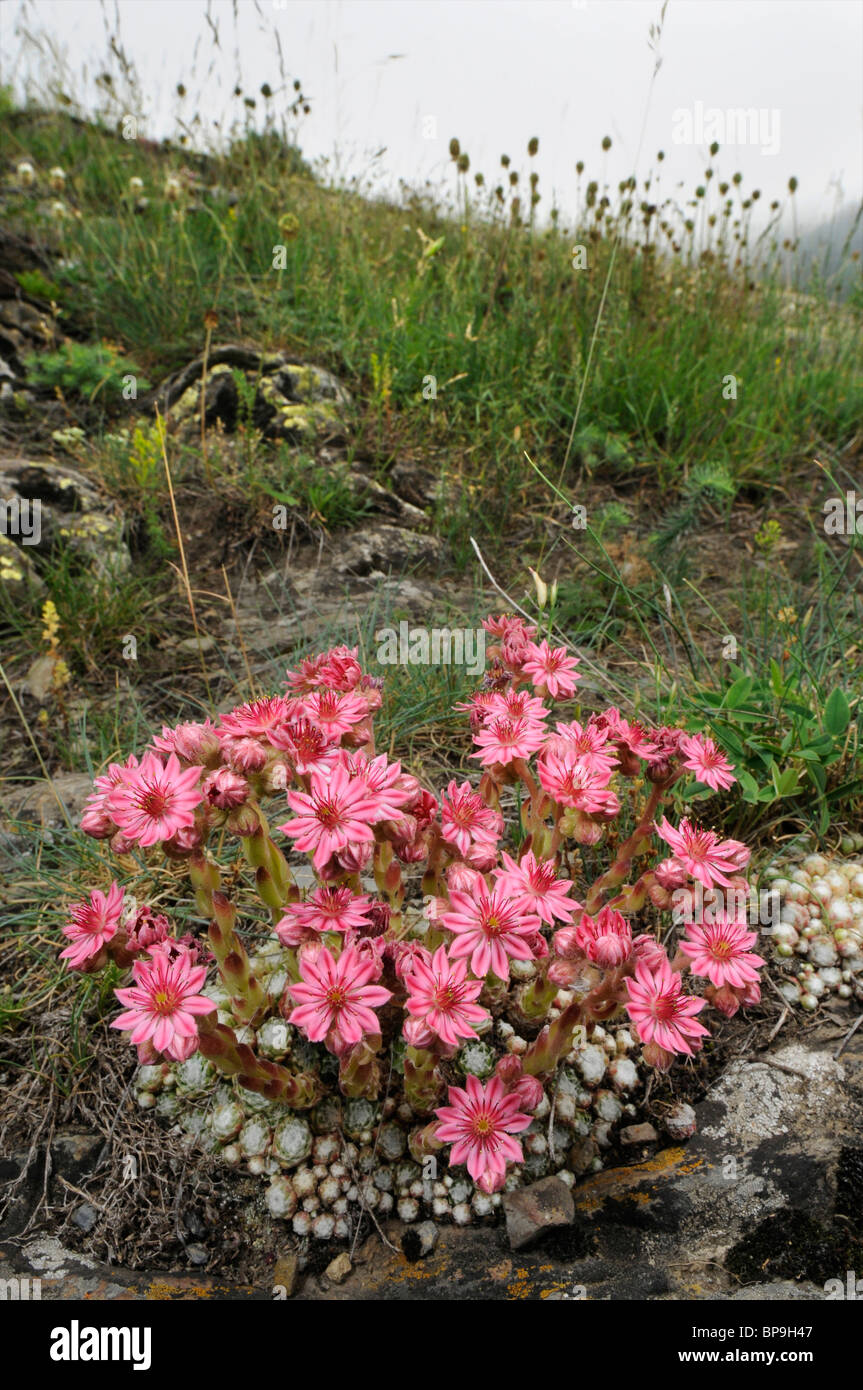 Ragnatela Casa Porro, ragnatela semprevivo (Sempervivum arachnoideum), fioriti nei Pirenei nella nebbia, Spagna, Pyrenaeen Nationalpark, Foto Stock