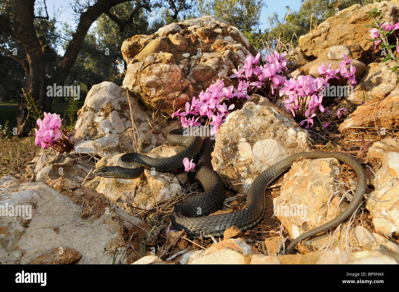 Montpellier snake (insignitus Malpolon, Malpolon monspessulanus insignitus), nella parte anteriore del Greco (Sowbread Ciclamino graecum) in un Foto Stock