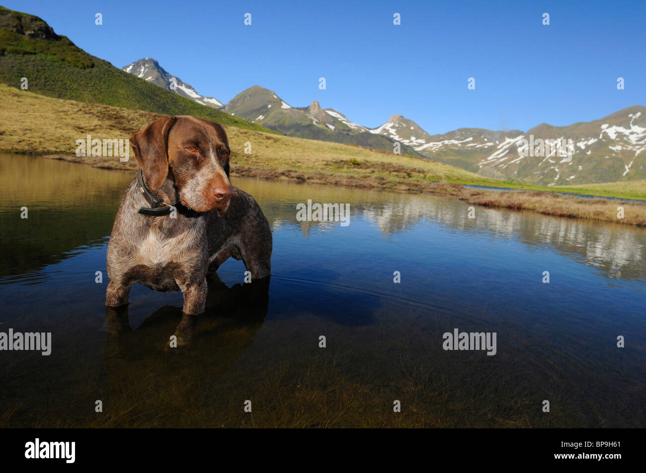 Filo tedesco-dai capelli del cane di puntamento (Canis lupus f. familiaris), in uno stagno, Spagna, Pirenei Foto Stock