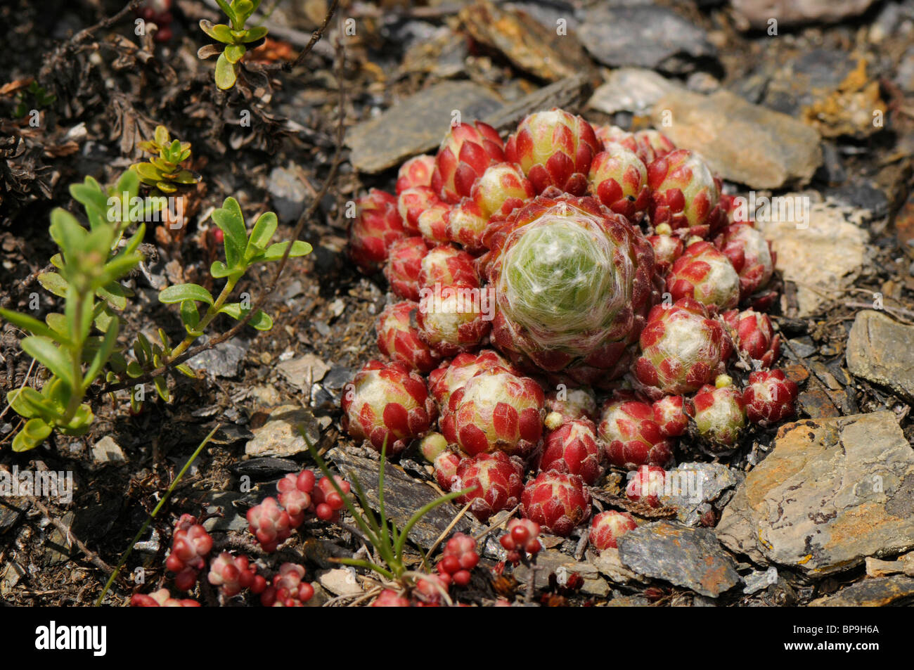Ragnatela Casa Porro, ragnatela semprevivo (Sempervivum arachnoideum), che cresce su detriti, Spagna, Katalonia, Pirenei Foto Stock