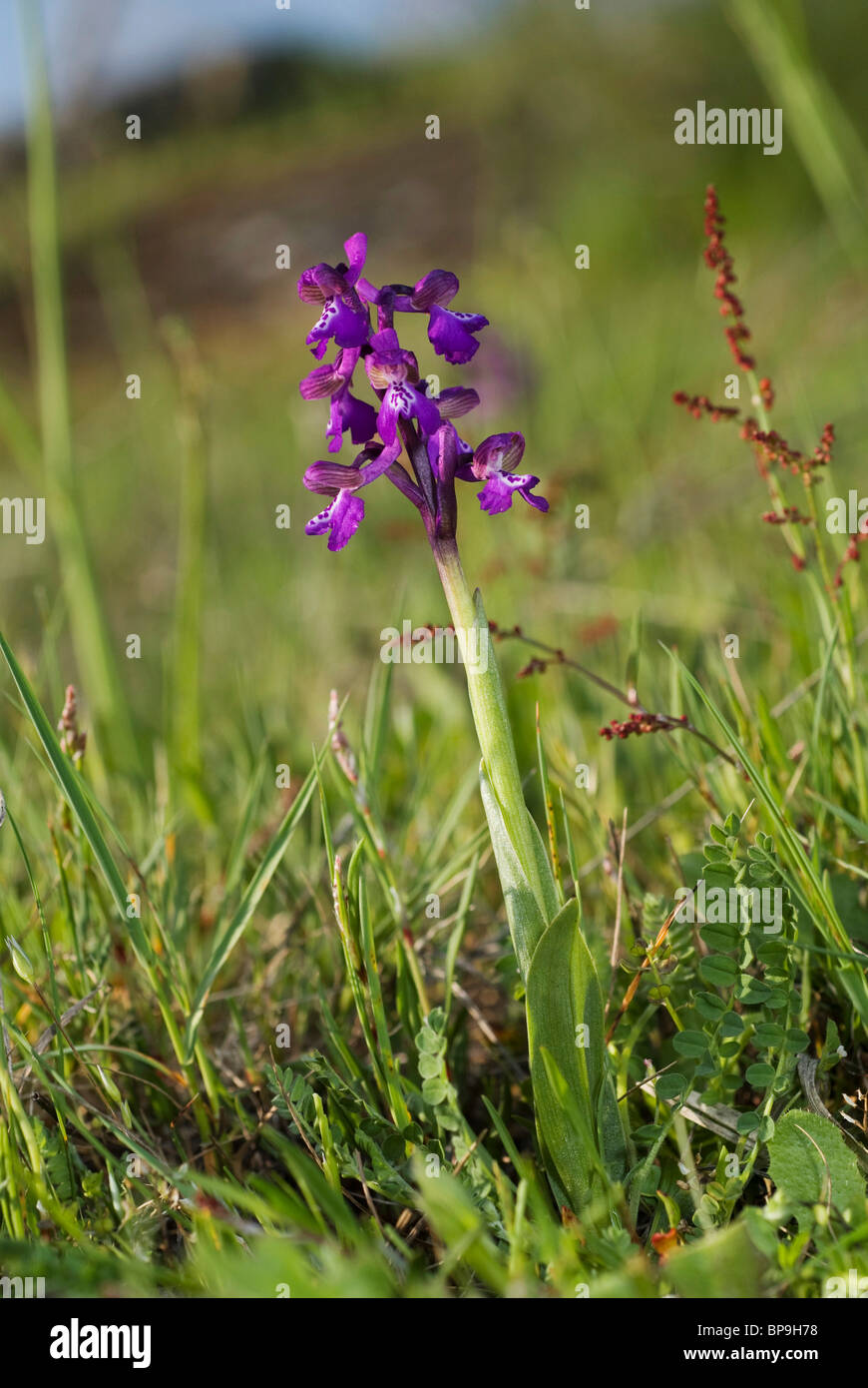 Early-orchidea viola (Orchis mascula), nel suo habitat naturale, crescendo in un prato, Spagna, Burgos Foto Stock