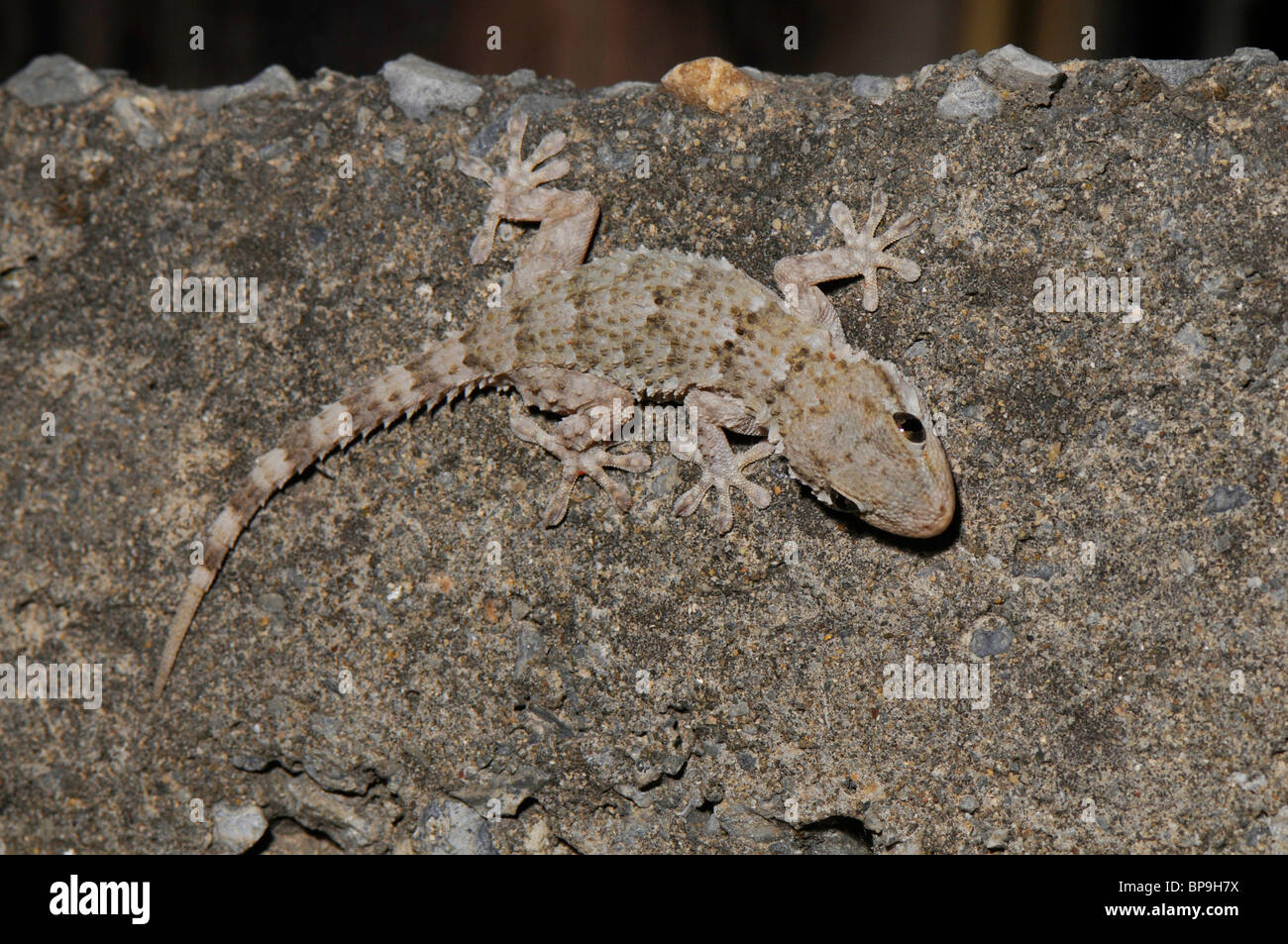 Parete comune geco, Moorish gecko (Tarentola mauritanica), singoli a parete di roccia, Spagna, Andalusia Foto Stock