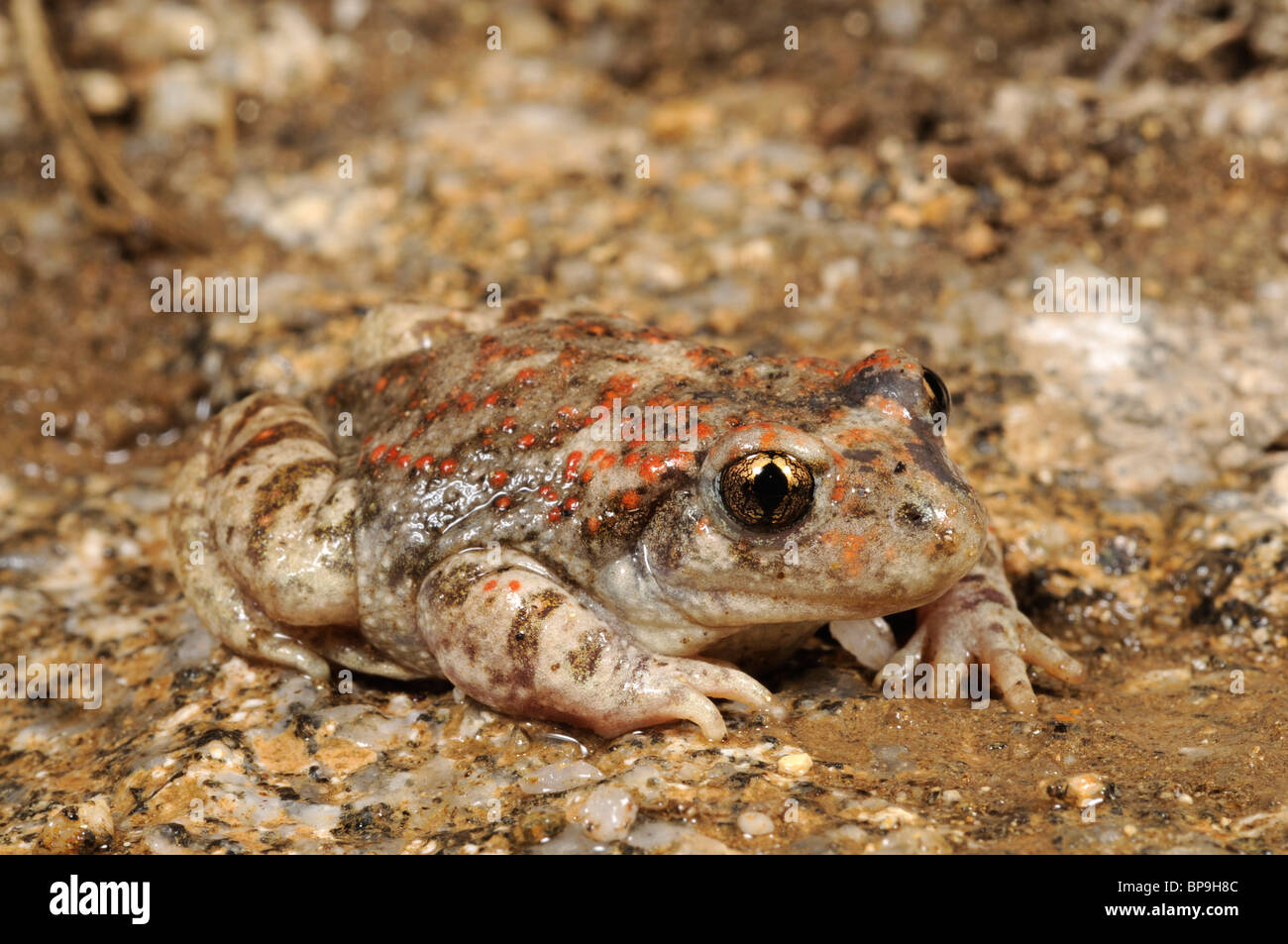 Ostetrica iberica toad (Alytes cisternasii), sulla riva, Spagna, Sierra de Gredos Foto Stock