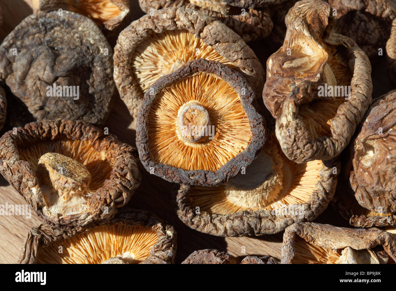 Essiccato funghi shiitake utilizzato in Asia orientale alimenti Foto Stock Essiccato funghi shiitake utilizzato in Asia orientale alimenti Foto Stock