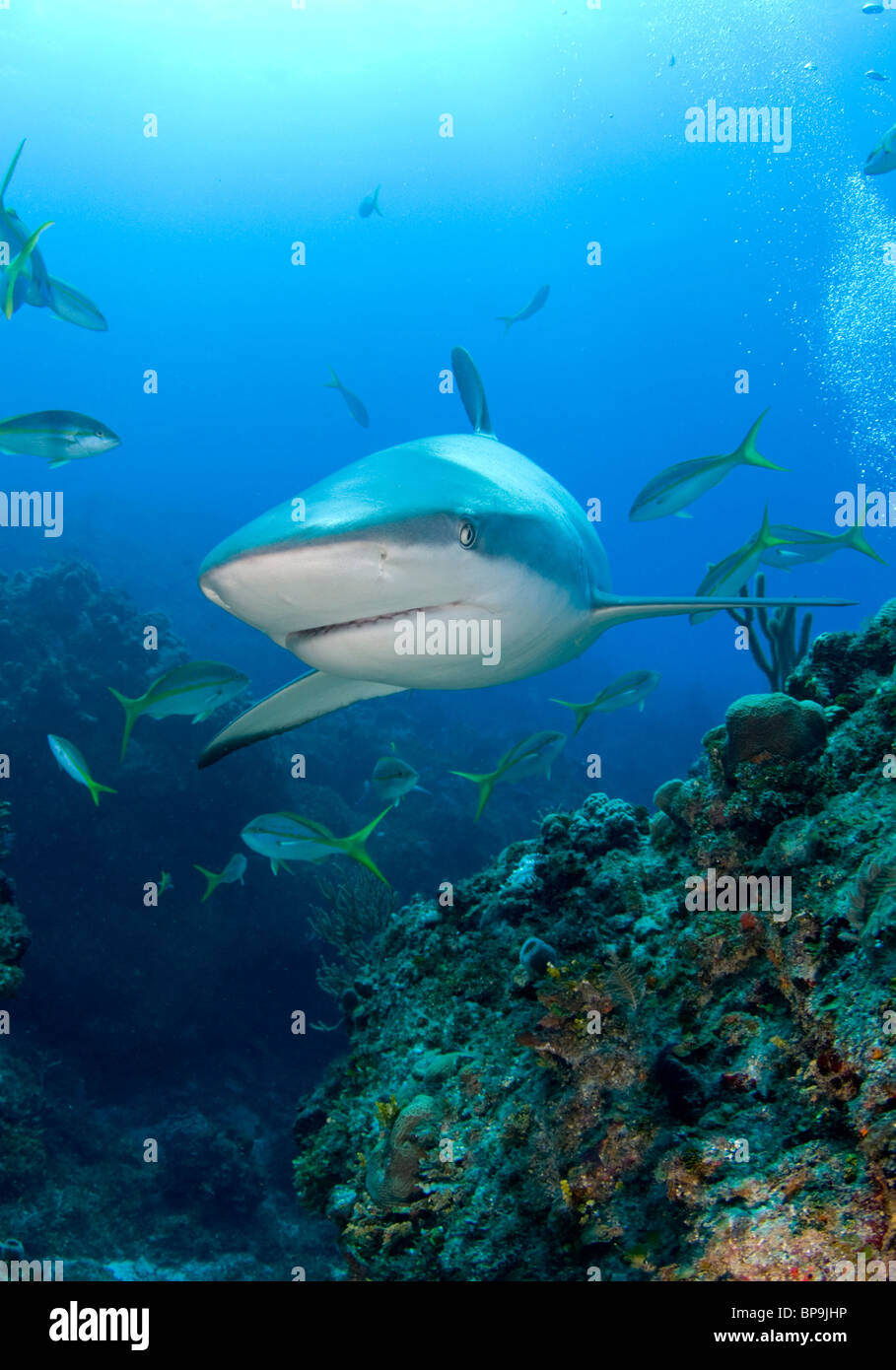 Caribbean Reef Shark nuota da in Bahamas Foto Stock