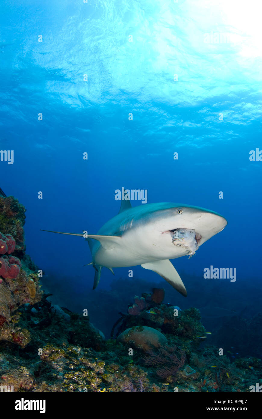 Caribbean Reef Shark nuota da in Bahamas Foto Stock