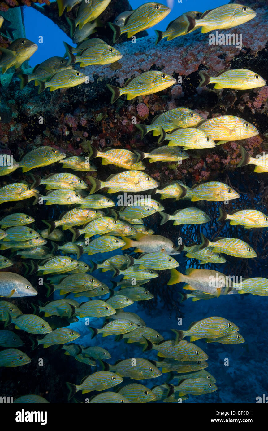 La scolarizzazione grugniti e snapper cercano la protezione del Aquarius Habitat, una struttura sottomarina Foto Stock