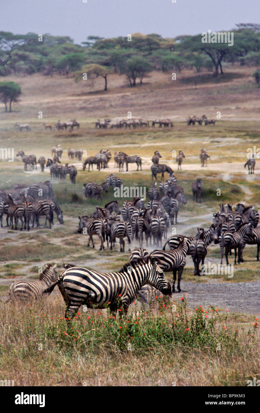 La migrazione di massa di pianura zebre (Equus burchellii) a Ndutu, Ngorongoro Conservation Area, Tanzania Foto Stock
