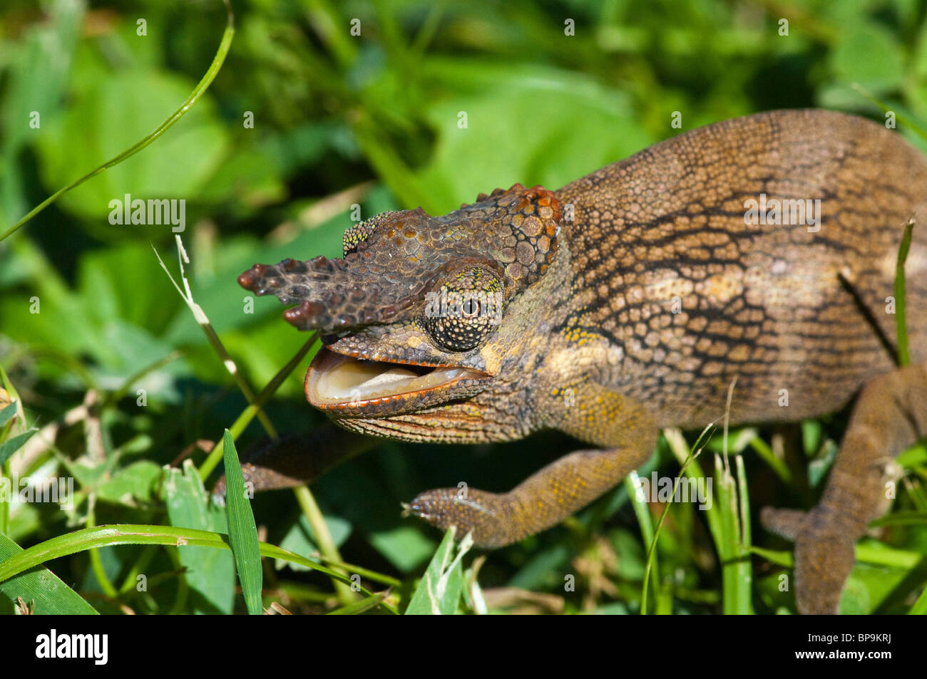Due-cornuto camaleonte tavetanum Bradypodion Kilimanjaro Tanzania Foto Stock