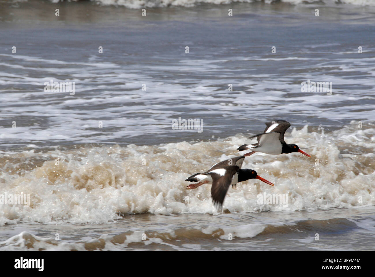 American, Oystercatchers Haematopus palliatus, Lagoa do Peixe Naional Park, Mostardas, Rio Grande do Sul - Brasile Foto Stock